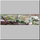 Carduelis chloris - Gruenfink 02.jpg